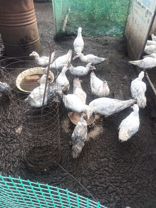Продам индоуток живьём