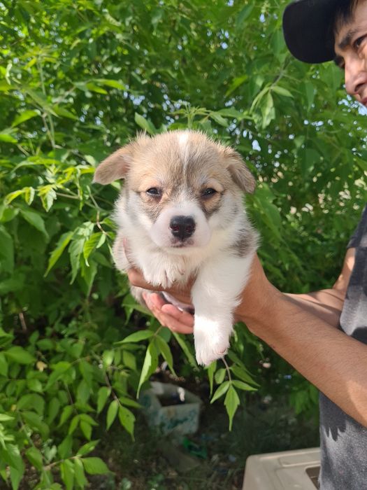 Продам щенков вельш корги пемброк.