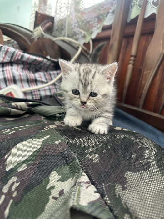 Котята Шотландской породы.