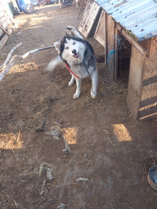 Donez  unei familii iubitoare  o cățelusa  husky
