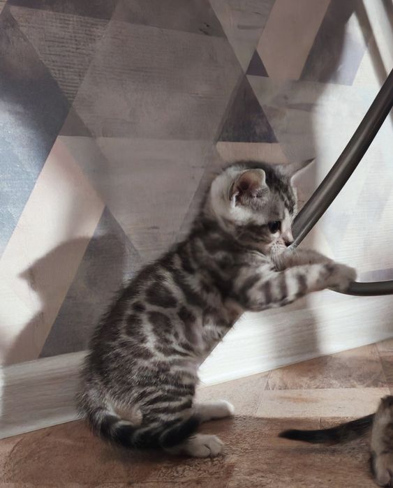 Бронь на  бенгальских котят