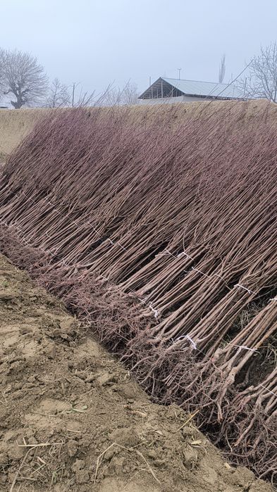 Урик  ранней. Кур содик. Гулинги.