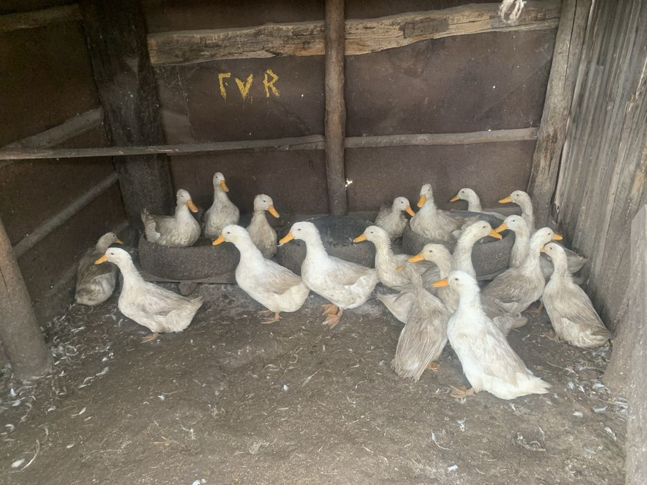 Продается индюки