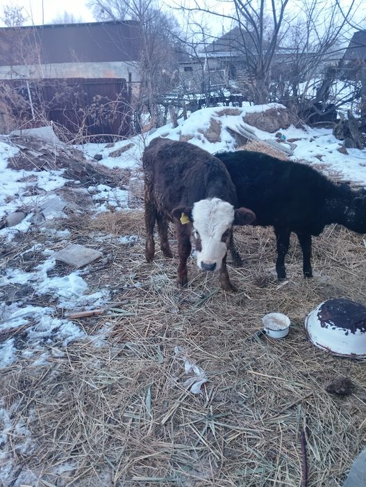 Телята на продажу