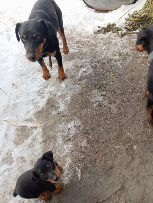 Продам щенков породы як терьер