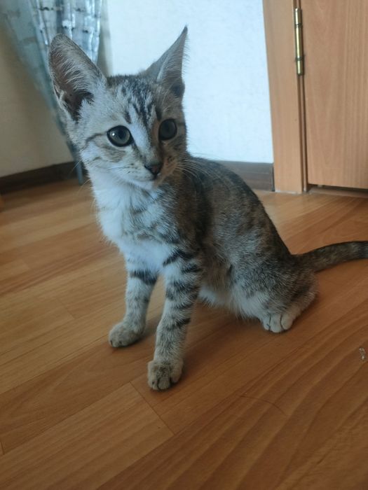 Продам маленкую котяту