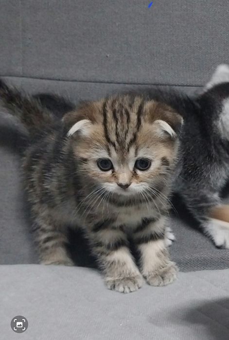 Продаётся шотланский котёнок.