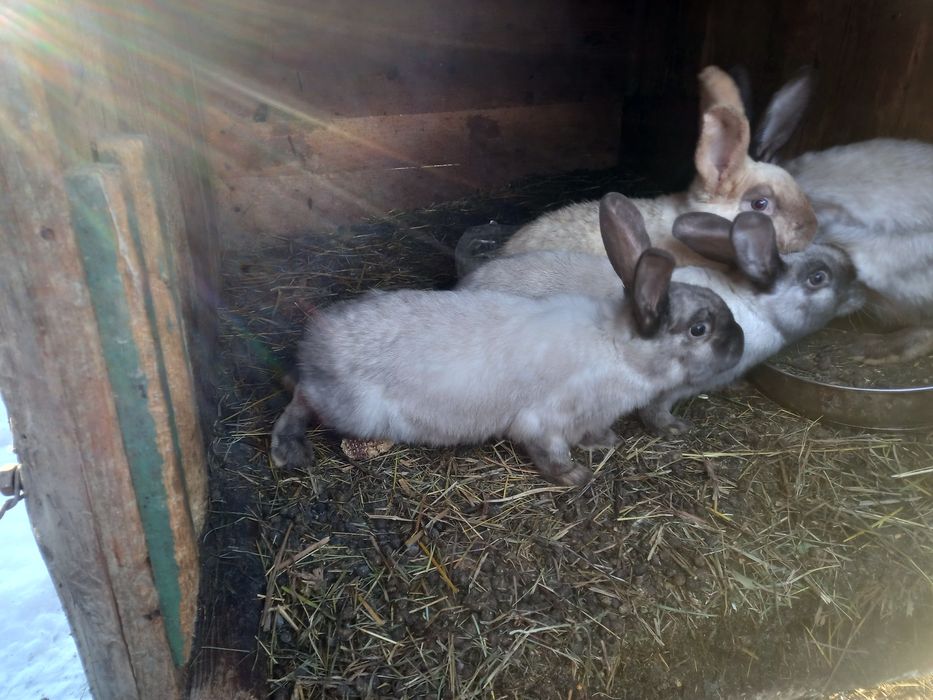 Iepuri de rasa secuiesc