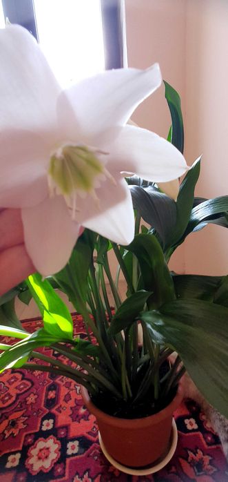 Продам цветок домашний  Эухарис