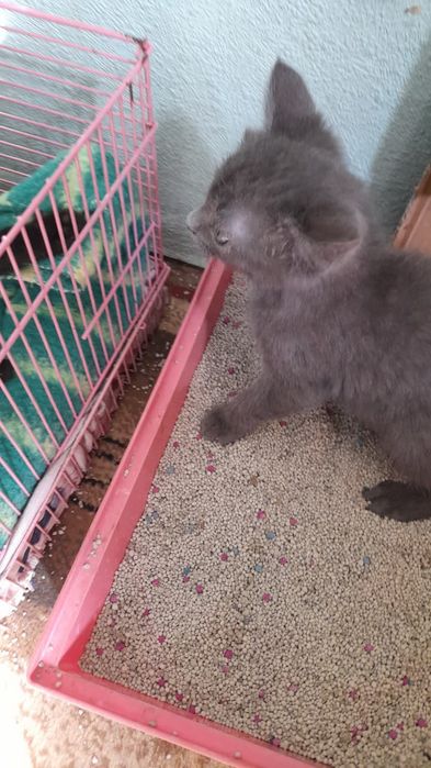 Отдам красивых кошечек в добрые руки