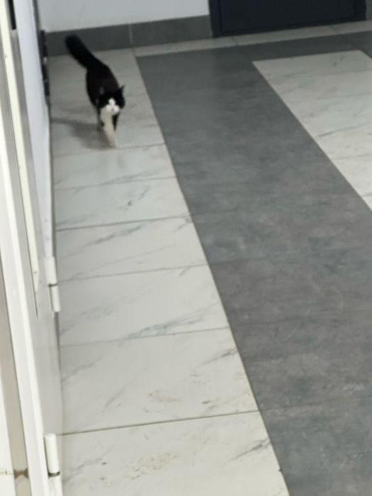 Кошка срочно в добыре руки