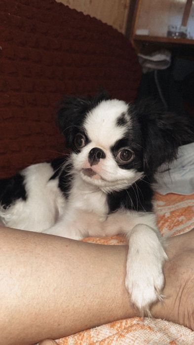 Стрижка кошек и собак.