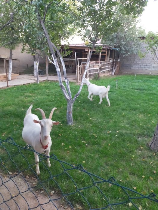 Ешкілер  сатылады. Зааненская