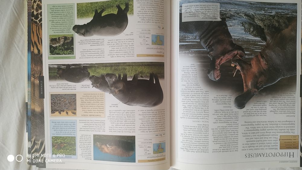 Энциклопедия DK Animals
