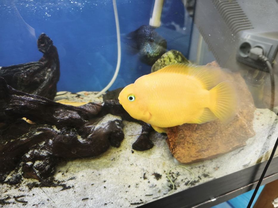 Рыбки индийский меч, попугай и другие