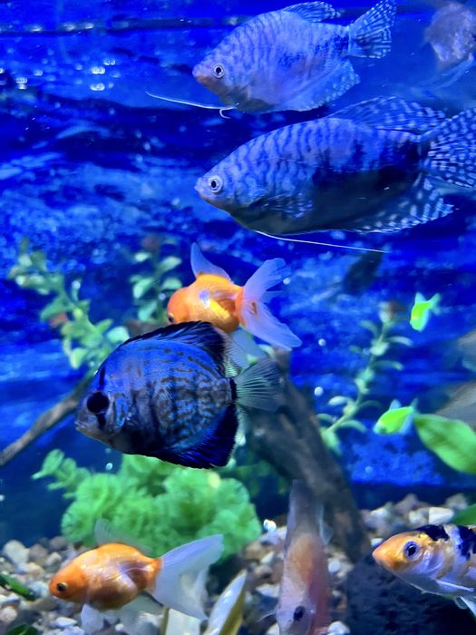 Аквариумные рыбки. мирные породы