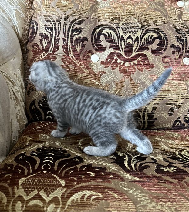 Шотландский  Котенок  Мальчик