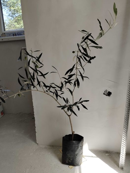 Студоустойчиви гръцки маслини