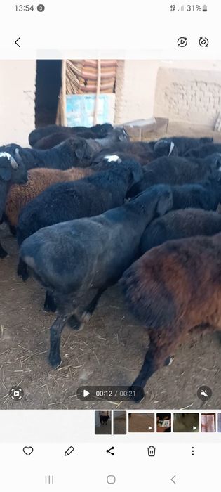Quziqo‘chqorlar sotiladi 30ta semiz qo‘chqorlar narxi 4mln 600 kami bo