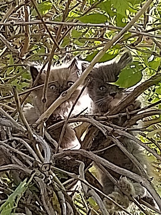 Котёнок - серый пушистый, возраст 1 мес.