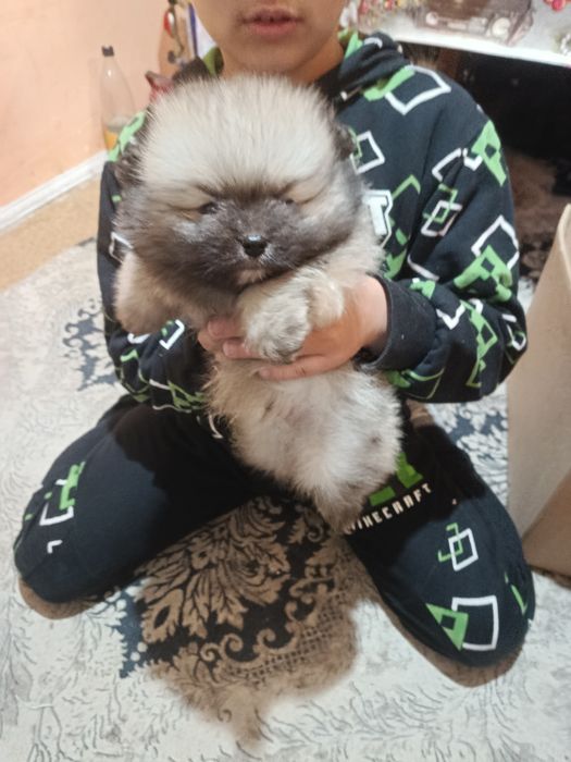 Померанкета.четери момчета