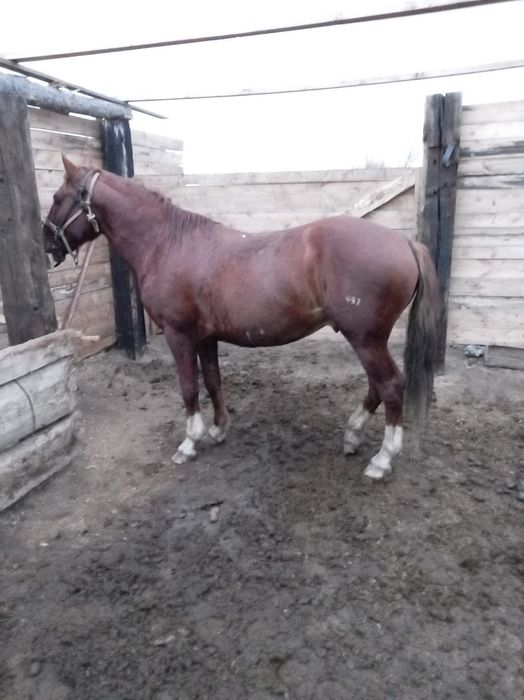 Айгыр 6 жасар сатам