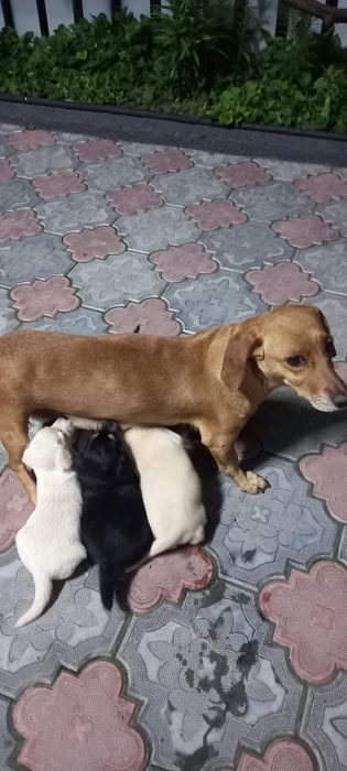 Щенят в хорошие руки