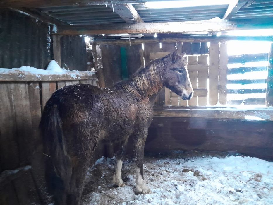 Продам соғым село Молодежное