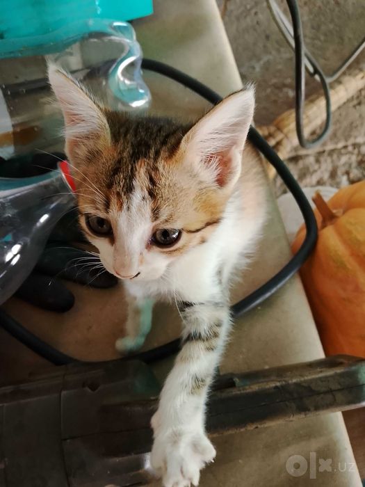 Отдам в добрые руки котят