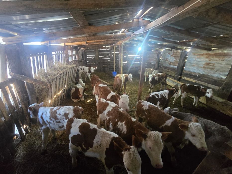 Vand vitei intarcati