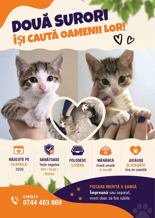 Pisici Femele 3 luni