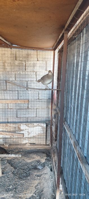 Фазан лимоновый самка