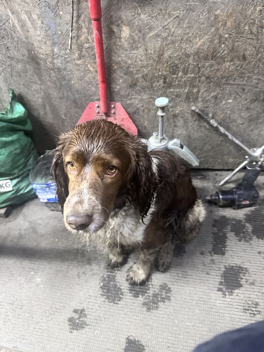 Найдена сабака спаниель