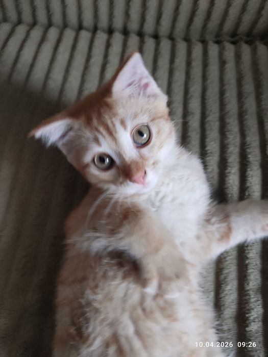 Отдам рыжую кошечку
