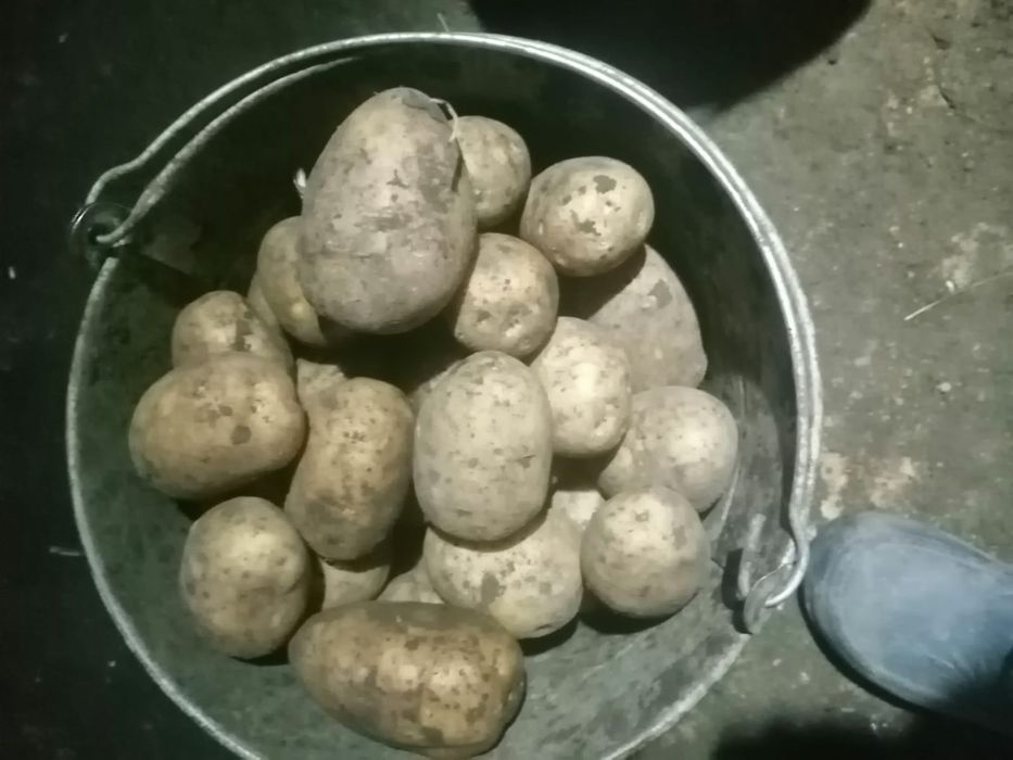 Продам картофель едововой