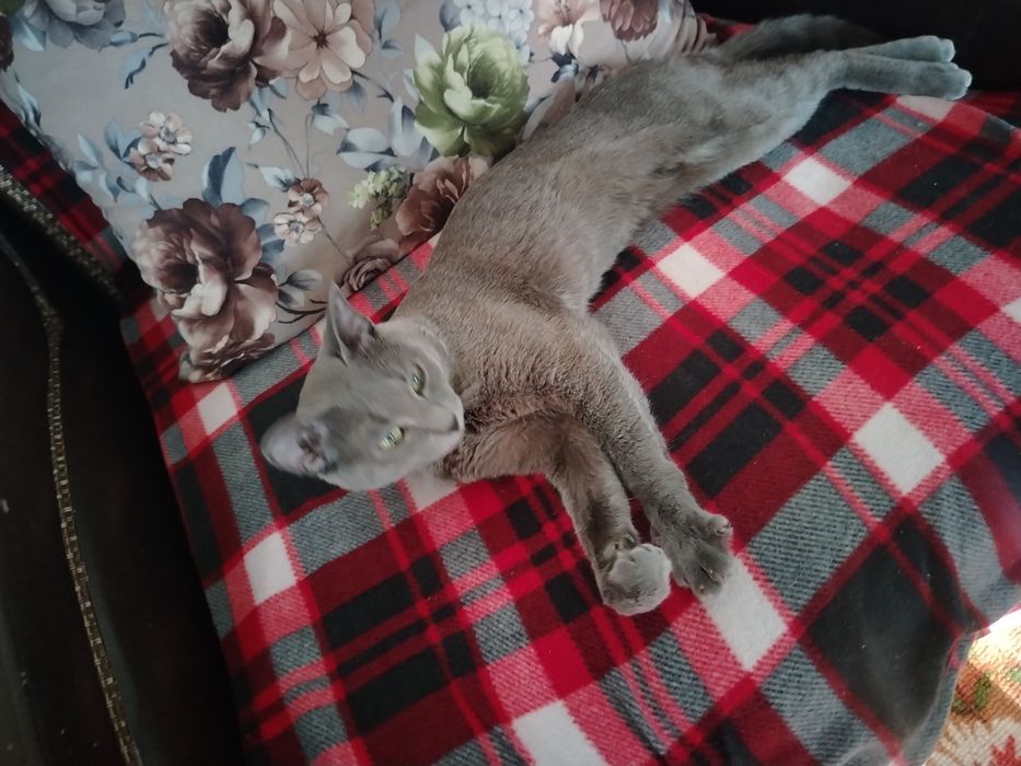 Отдам кота 1 годик
