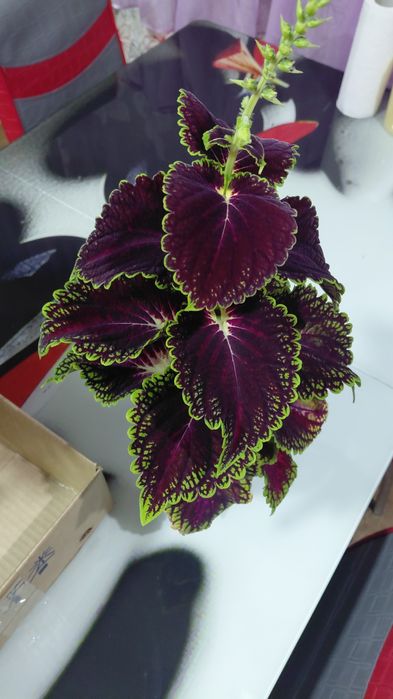 Продам  коллеусы.