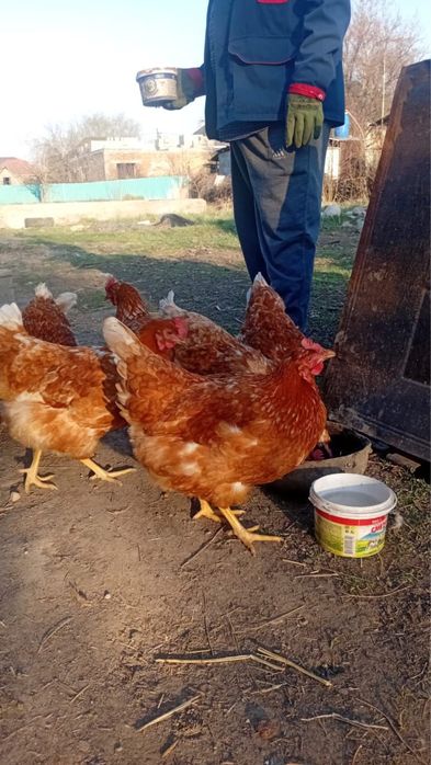 Продается куры и петухи