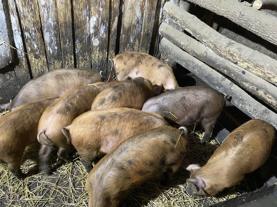 3-х месячные поросята
