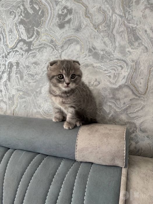 Скотиш фолд мушук сотилади