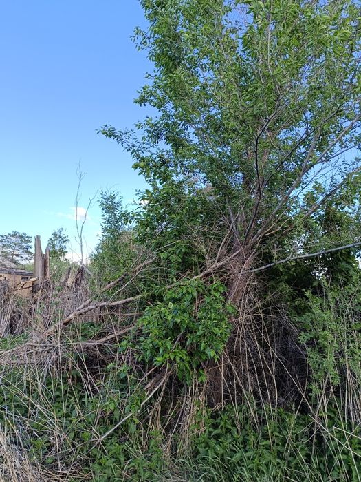 Деревья Бесплатно.