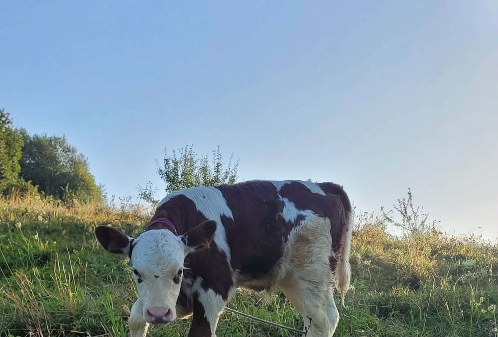 Vând vitele bălțată și angus