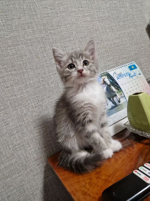 Котенок девочка 2 мес