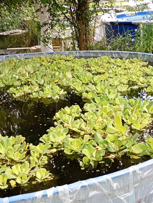 Ofertă. 20 buc . Zambile amazoniene , salata de Nil -pistia  .
