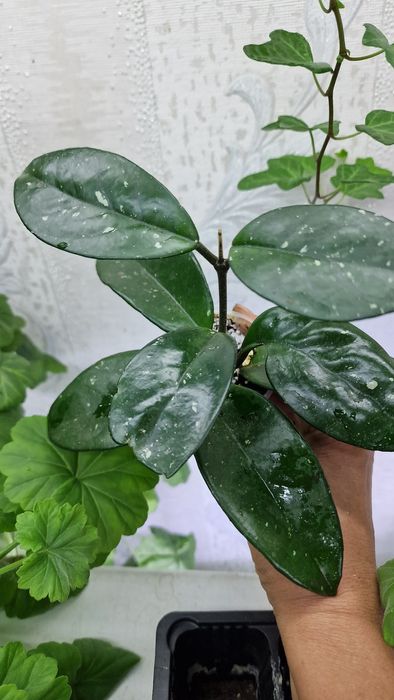 Хойя Карноза или восковый плющ