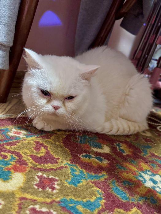 Котёнок Scottish Fold. Скотиш фолд котята. Веслоухий