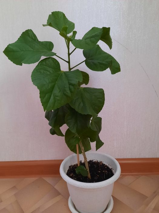 Продам Гибискус Магнифик