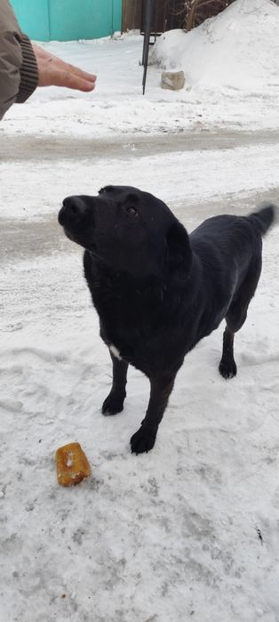 Собака большая, пёс, мальчик