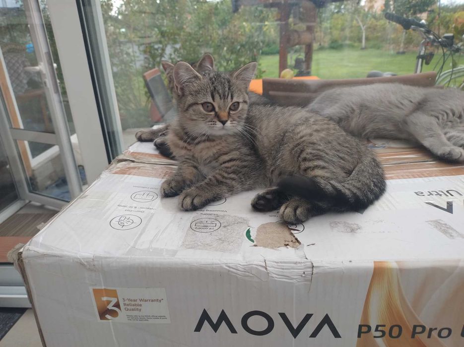 Британски котенца