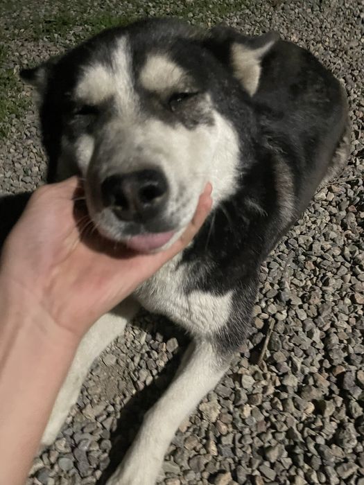 Сабака хаски девушка